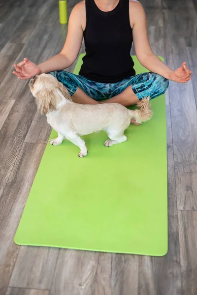 Donna Che Pratica Esercizi Yoga Con Animale Domestico Durante Meditazione — Foto Stock