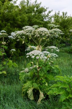 Yeşillik yeşil yaşam alanındaki dev yaban otları..