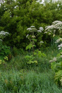 Uzun yaban havucu ve sık ağaçlarla dolu gür yeşillik doğal bir manzarada.