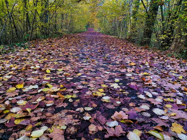 Herbstfarben Sind Hell Und Saftig Stadtrand Von Straßburg Rhein Frankreich — Stockfoto