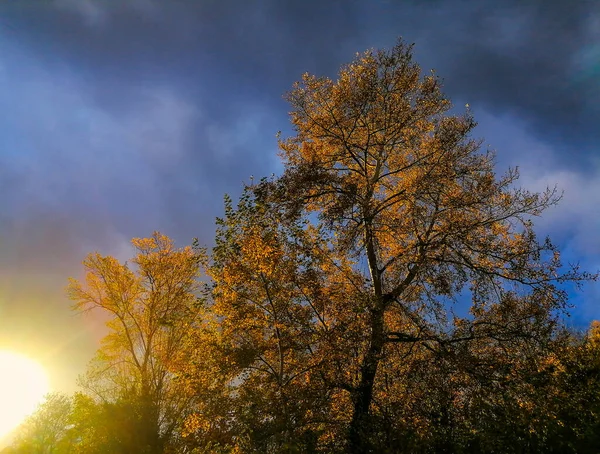 Осенние Цвета Яркие Сочные Юбки Аутсайдеры Страсбурга Рейн Франс — стоковое фото