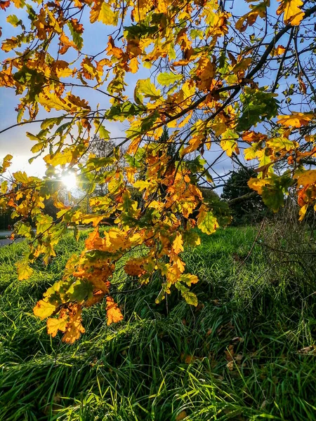秋の色は明るくジューシーです ストラスブールの郊外 ライン フランス — ストック写真