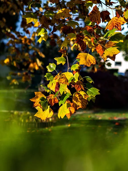 Разноцветная Листва Осеннего Плоскогорья Парке Возле Уютного Дома Страсбург — стоковое фото