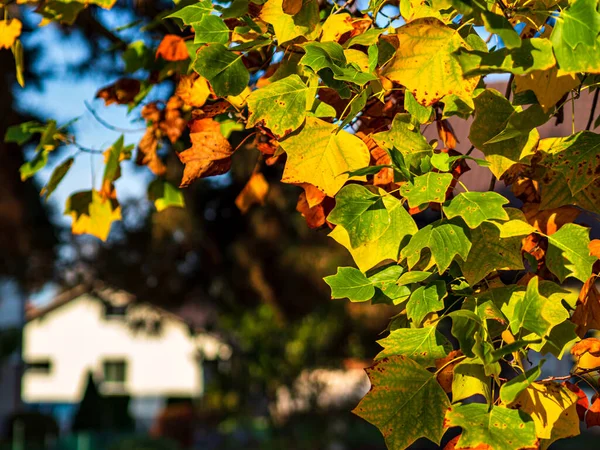 居心地の良い家の近くの公園で 秋の飛行機の木の多色の葉 ストラスブール — ストック写真