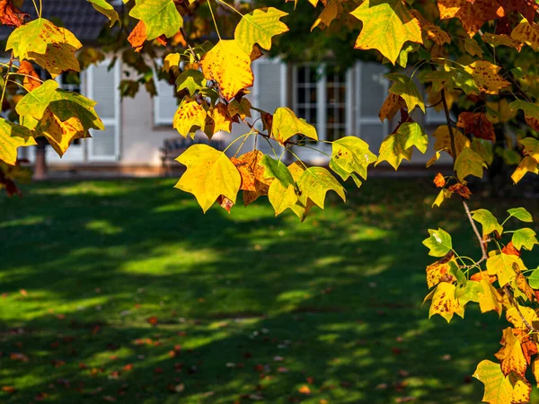 Folhagem Multicolorida Árvore Plana Outono Parque Perto Uma Casa Acolhedora — Fotografia de Stock