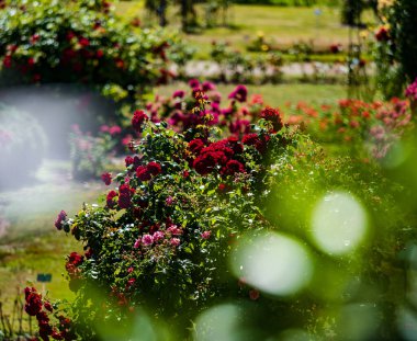 Rose garden in Saverne. Museum of Flowers. Outdoor greenhouse. Botanical Garden. Summer freshness.
