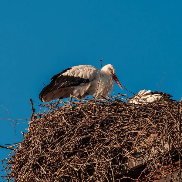 Storks Sitting Newly Made Nest Early Spring Strasbourg France Nature — Stock Fotó