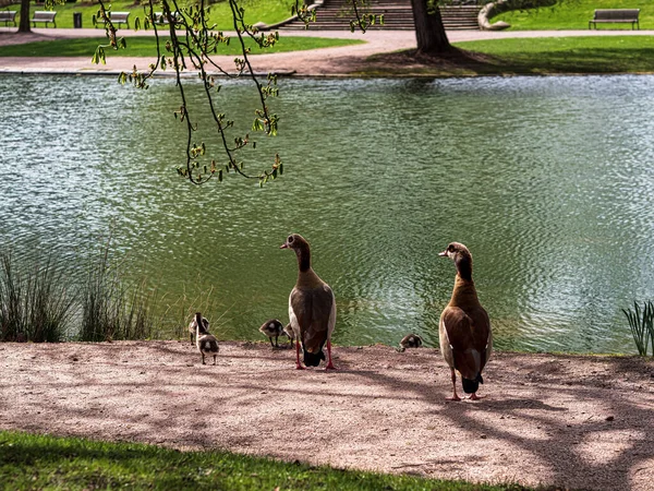 Gansos Nilo Com Pequenos Gansos Caminham Parque Central Estrasburgo Natureza — Fotografia de Stock