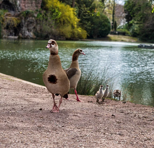 Nile Geese Little Goslings Walk Central Park Strasbourg Pure Nature — Stock Photo, Image