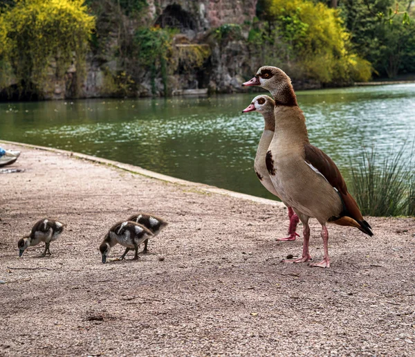 Gansos Del Nilo Con Pequeños Goslings Pie Parque Central Estrasburgo — Foto de Stock