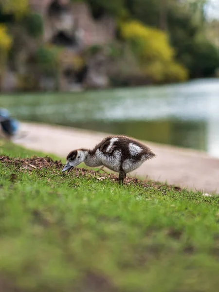 Strasbourg Merkez Parkında Küçük Yavruları Olan Nil Kazları Yürüyor Saf — Stok fotoğraf