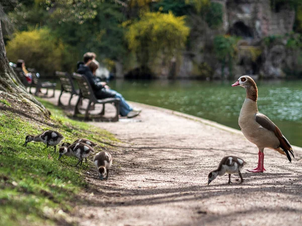 Nile Geese Little Goslings Walk Central Park Strasbourg Pure Nature — Stock Photo, Image