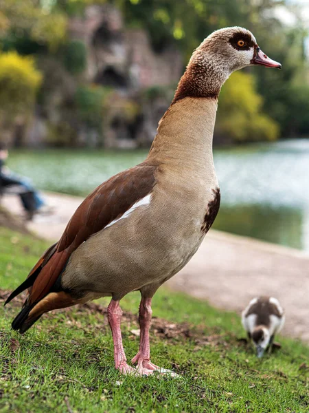 Oche Del Nilo Con Piccoli Goslings Passeggiano Nel Parco Centrale — Foto Stock