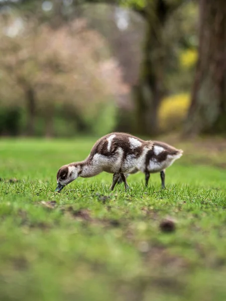 Нильские Гуси Маленькими Сусликами Прогуливаются Центральном Парке Страсбурга Чистая Природа — стоковое фото