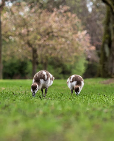 Strasbourg Merkez Parkında Küçük Yavruları Olan Nil Kazları Yürüyor Saf — Stok fotoğraf
