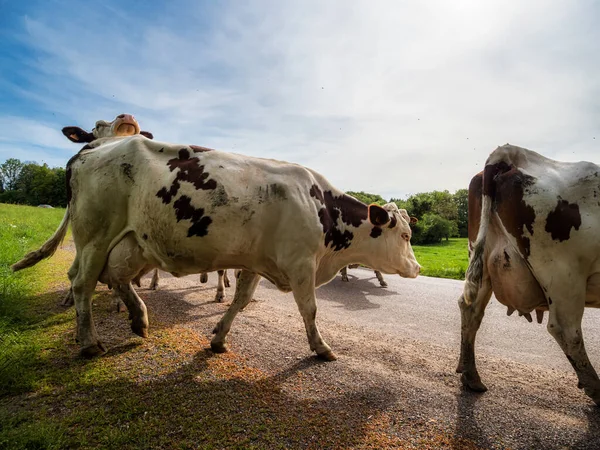 Mooie Rode Koeien Keren Terug Van Weide Naar Boerderij Avondzon — Stockfoto