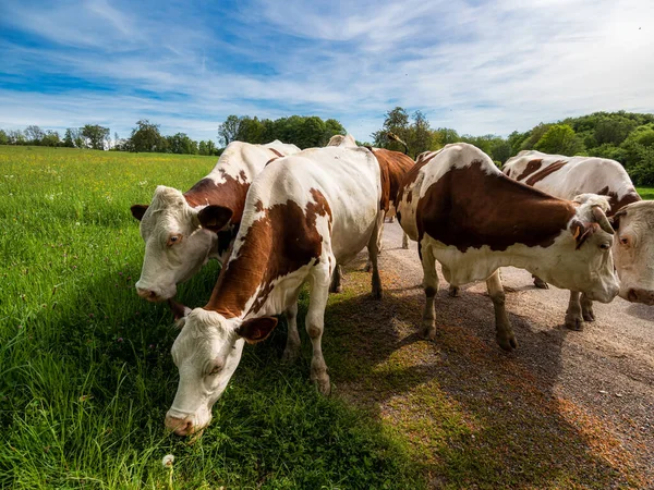 Mooie Rode Koeien Keren Terug Van Weide Naar Boerderij Avondzon — Stockfoto