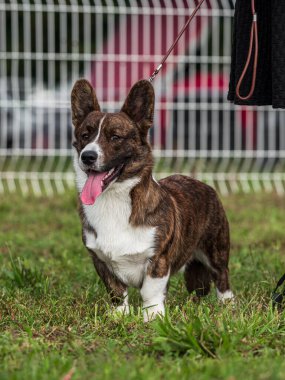 Cardigan Welsh Corgi köpek gösterisinde. Güneşli bir gün. Fransa