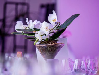 Leylak arkaplanda beyaz orkide. Dekoratif çiçek. Restorandaki dekorasyon..
