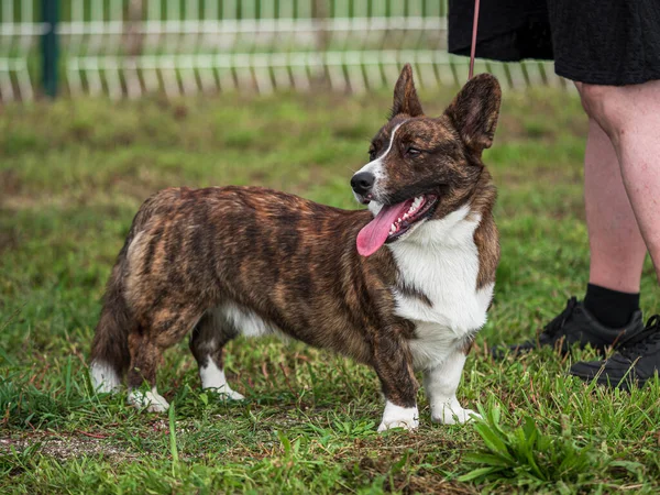 Cardiganul Galez Corgi Spectacol Câini Însorită Franța — Fotografie, imagine de stoc