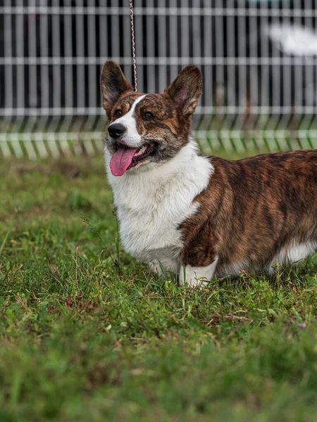 Cardiganul Galez Corgi Spectacol Câini Însorită Franța — Fotografie, imagine de stoc