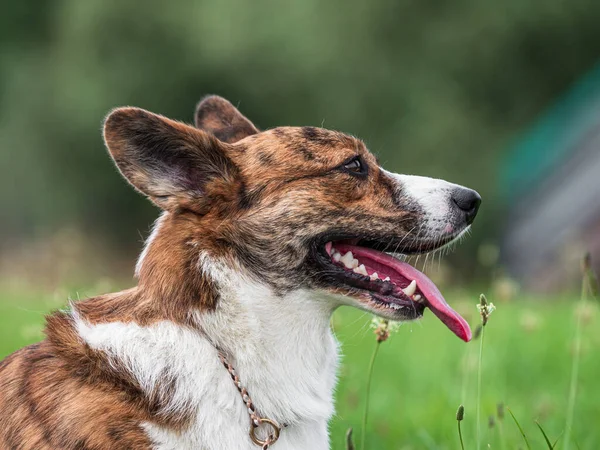 Cardigan Welsh Corgi Auf Einer Hundeausstellung Sonniger Tag Frankreich — Stockfoto