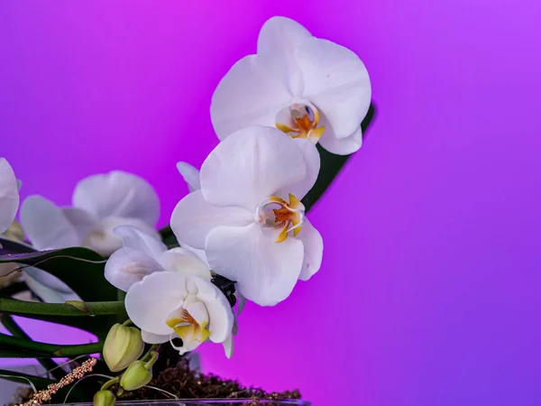 White Orchid Lilac Background Decorative Flower Decoration Restaurant — Stock Photo, Image