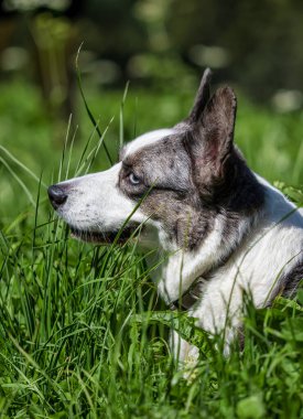 Gri ve beyaz Corgi Cardigan güneşin altında çevik yeşil çimlerin üzerinde. Alp çayırı.