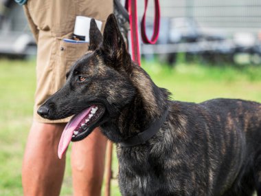 Açık hava köpek gösterisindeki güzel köpekler. Farklı köpek türleri..