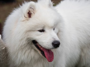 Açık hava köpek gösterisindeki güzel köpekler. Farklı köpek türleri..