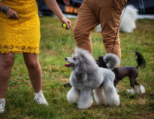 Beautiful dogs at an outdoor dog show. Different breeds of dogs.
