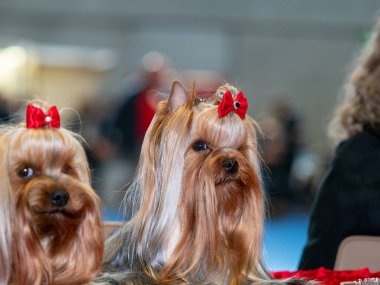 Komik Yorkshire teriyerleri, minik köpekler. Sevimli hayvanlar. At kuyruğu, fiyonk, hepsi mimim..