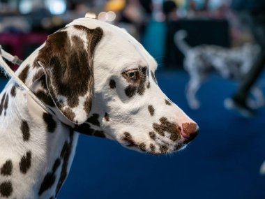 Kahverengi benekli güzel beyaz Dalmaçyalı. Zarif köpek. Sergiler, köpek gösterileri, soylu köpekler..