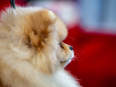 Komik bir tükürük, küçük bir köpek. Yuvarlak kabarık bir topa benziyor. İnanılmaz küçük şirin şey..