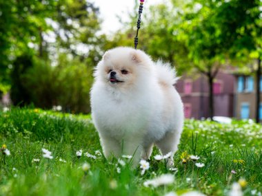Komik bir tükürük, küçük bir köpek. Yuvarlak kabarık bir topa benziyor. İnanılmaz küçük şirin şey..