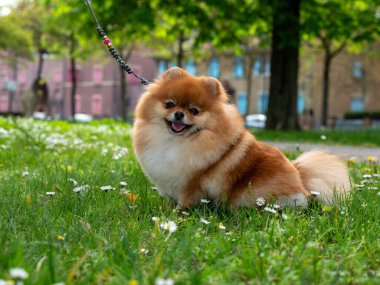 Komik bir tükürük, küçük bir köpek. Yuvarlak kabarık bir topa benziyor. İnanılmaz küçük şirin şey..