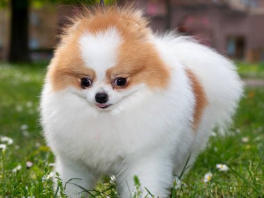 Komik bir tükürük, küçük bir köpek. Yuvarlak kabarık bir topa benziyor. İnanılmaz küçük şirin şey..