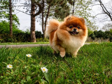 Komik bir tükürük, küçük bir köpek. Yuvarlak kabarık bir topa benziyor. İnanılmaz küçük şirin şey..