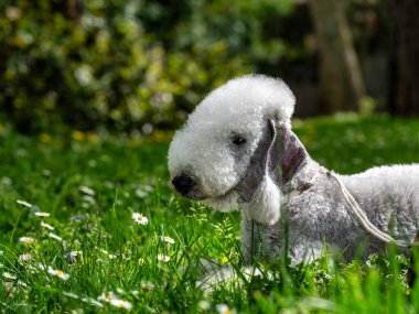 Funny Bedlington Terrier. A dog that looks like a sheep. Cute, nicely sheared, straight from the show. clipart