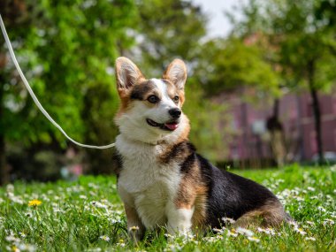 Güneşli bir çimenlikte oynayan komik köpek üç renkli Corgi Pembroke. Çok aktif ve nazik bir köpek..