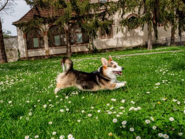 Güneşli bir çimenlikte oynayan komik köpek üç renkli Corgi Pembroke. Çok aktif ve nazik bir köpek..