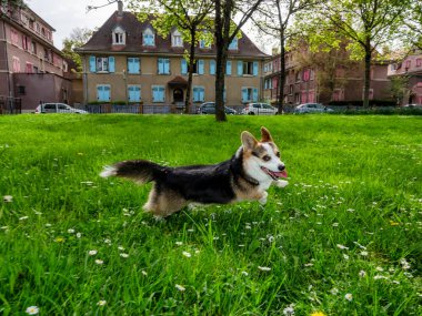 Güneşli bir çimenlikte oynayan komik köpek üç renkli Corgi Pembroke. Çok aktif ve nazik bir köpek..