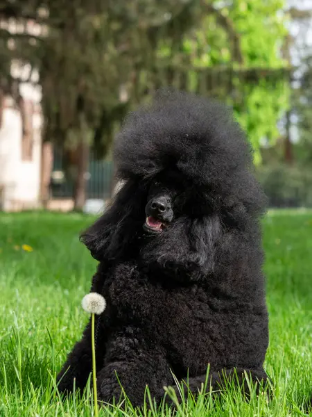 A very beautiful and elegant black poodle. Portrait of a pedigree dog. Dog shows, titles, dog breeding.