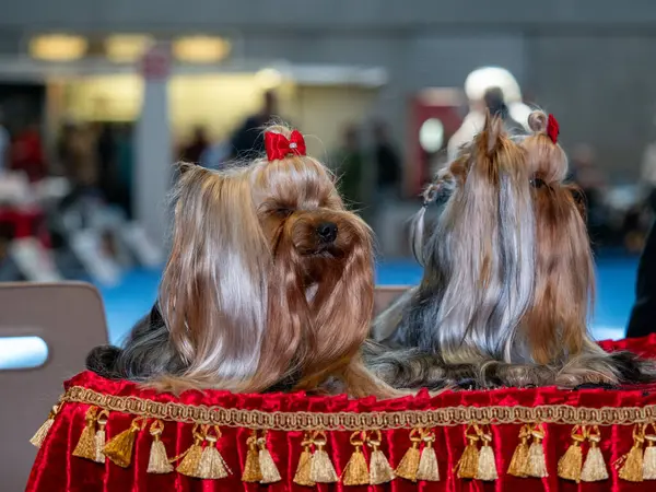Terori Amuzanți Yorkshire Câini Mici Animale Drăguțe Pigtail Uri Arcuri Imagine de stoc
