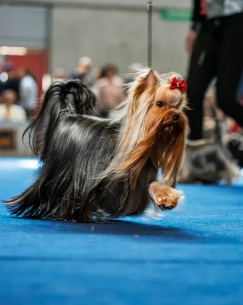 Αστεία Τεριέ Γιορκσάιρ Μικροσκοπικά Σκυλιά Γλυκά Ζώα Κοτσιδάκια Φιόγκους Όλα Εικόνα Αρχείου