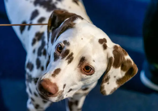 Vacker Vit Dalmatiska Med Bruna Fläckar Elegant Hund Utställningar Hundutställningar Stockbild