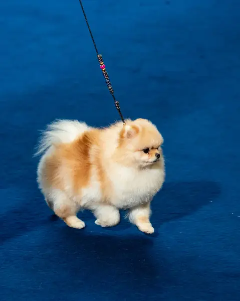 Ένα Αστείο Σπιτζ Ένα Μικροσκοπικό Σκυλί Μοιάζει Μια Στρογγυλή Χνουδωτή Εικόνα Αρχείου