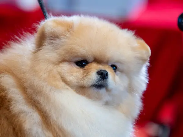 Spitz Amuzant Câine Mic Arată Minge Rotundă Pufoasă Uimitoare Cutie Fotografie de stoc