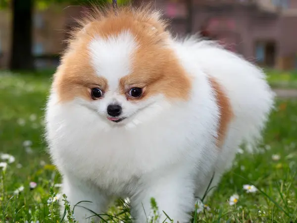Lustig Spottstyver Liten Hund Ser Som Rund Fluffig Boll Fantastisk Stockfoto