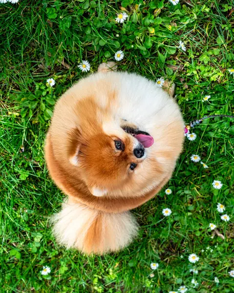 Komik Bir Tükürük Küçük Bir Köpek Yuvarlak Kabarık Bir Topa Telifsiz Stok Imajlar